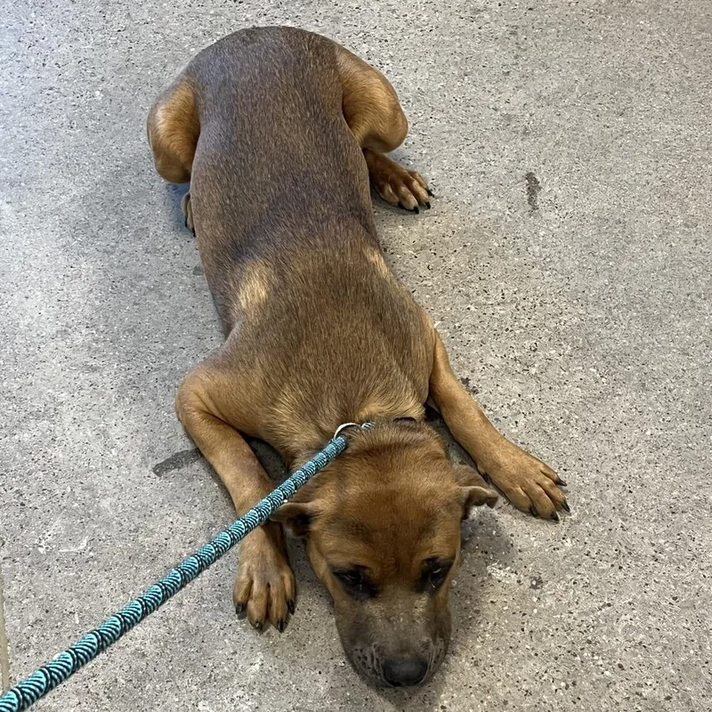 A young large-sized male Mixed Breed dog named 112356 for adoption in Las Cruces, NM