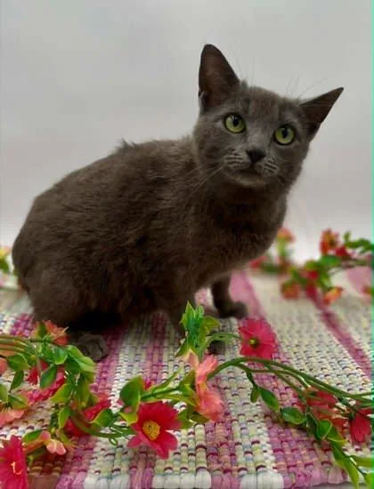 An adult medium-sized female Domestic Short Hair cat named Julia for adoption in Bowling Green, KY