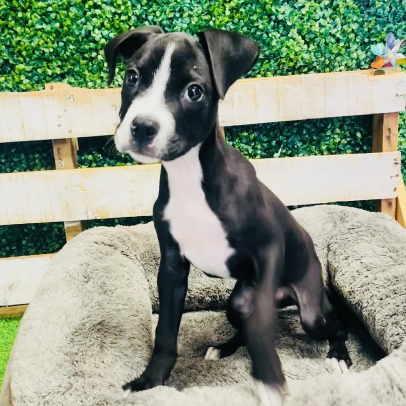 An adult large-sized male Black Mixed Breed dog named Checker for adoption in Lake Jackson, TX