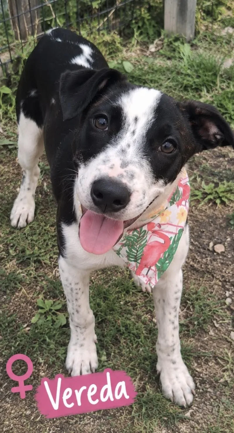 A baby medium-sized female Pit Bull Terrier dog named Vereda for adoption in Zimmerman, MN