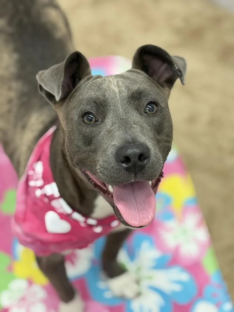 A young medium-sized female Mixed Breed dog named Lonnie for adoption in Detroit, MI