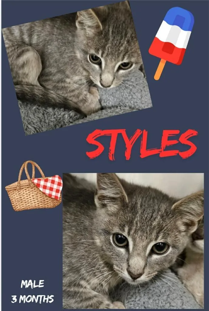 A baby large-sized male Domestic Short Hair cat named Styles for adoption in Blountville, TN
