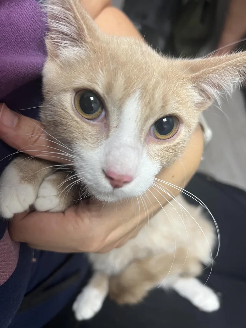 A baby medium-sized female Orange & White Domestic Short Hair cat named Biscuit for adoption in Findlay, OH