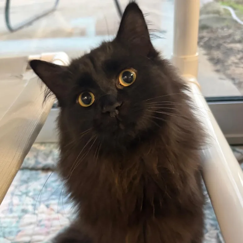 A young medium-sized male Black Domestic Short Hair cat named Grim Reapurr for adoption in West Olive, MI