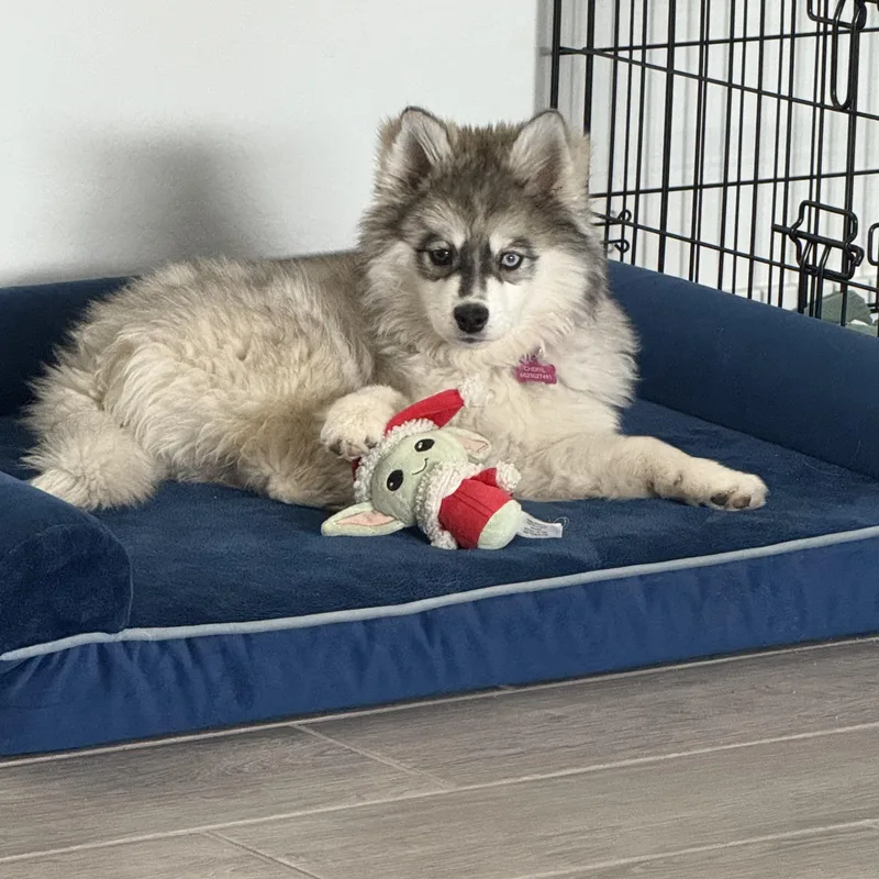 A young small-sized female Gray / Blue / Silver Pomeranian dog named Jenny for adoption in Phoenix, AZ