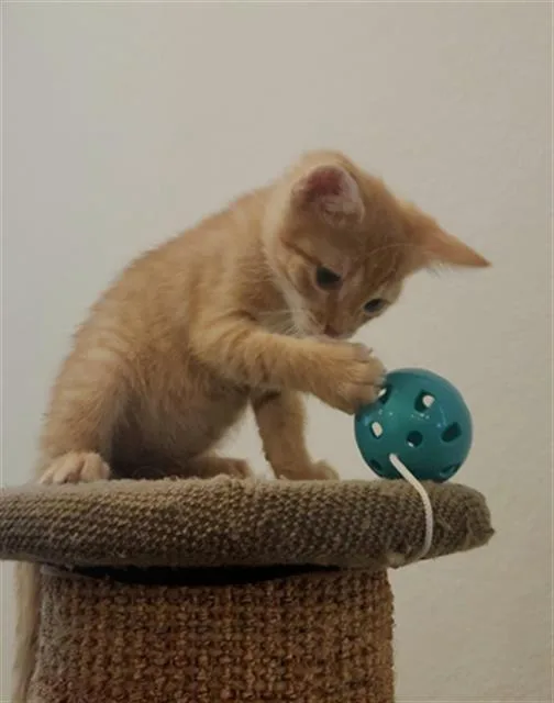 A baby small-sized male Domestic Short Hair cat named Dewey for adoption in Rosenberg, TX