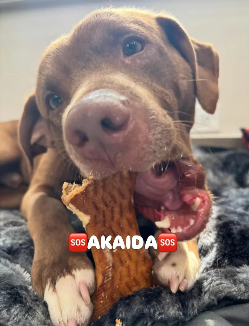 Akaida thumbnail 3