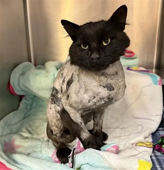An adult large-sized male Domestic Medium Hair cat named Otter for adoption in Aurora, IL