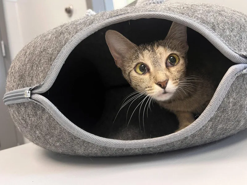 A young medium-sized female Calico cat named Maggie Must Apply for adoption in Georgetown, KY