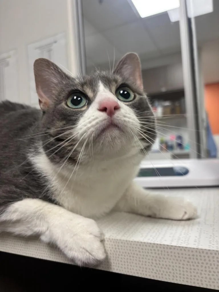 An adult large-sized female Domestic Short Hair cat named Winter for adoption in Greenfield, IN