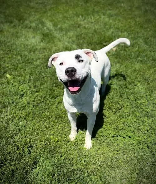A young large-sized male Australian Cattle Dog / Blue Heeler dog named Monjie for adoption in Greensburg, IN