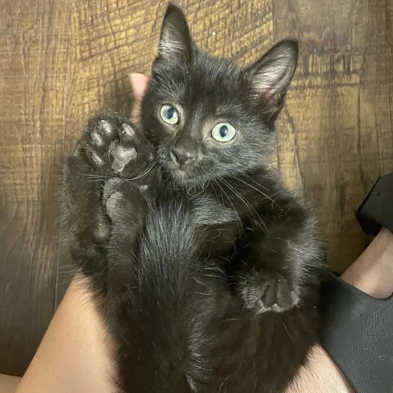 A baby small-sized male Black Domestic Short Hair cat named Midnight Panther for adoption in Columbia, MO