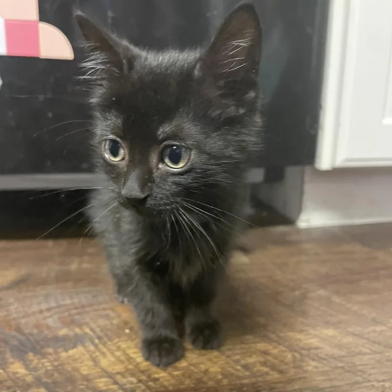 Midnight Panther thumbnail 2