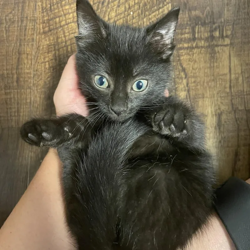 Midnight Panther thumbnail 3