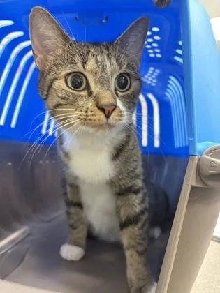 An adult small-sized female Domestic Short Hair cat named Snow White for adoption in West Chester, PA