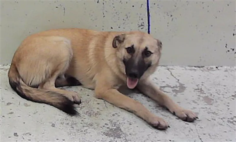 A young medium-sized female German Shepherd Dog dog named Gwen for adoption in Houston, TX
