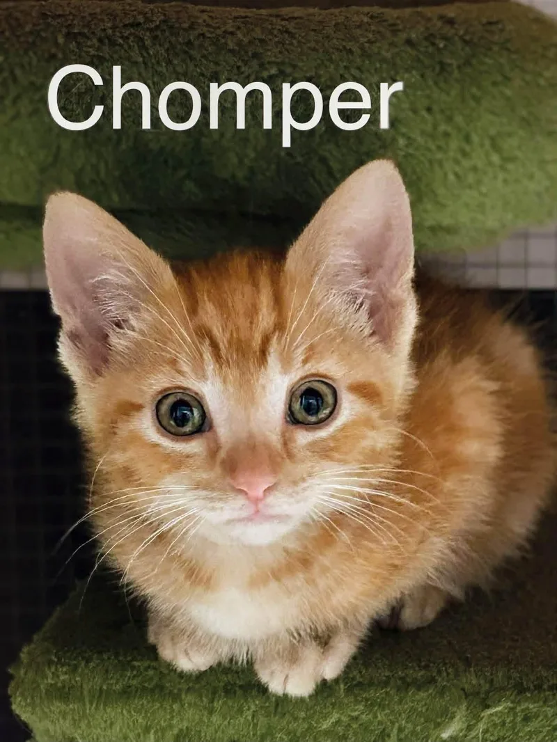 A young medium-sized male Orange / Red Domestic Short Hair cat named Chomper for adoption in Loogootee, IN