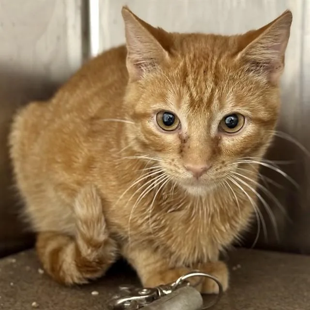 A young small-sized male Domestic Short Hair cat named Franklin for adoption in Pueblo, CO
