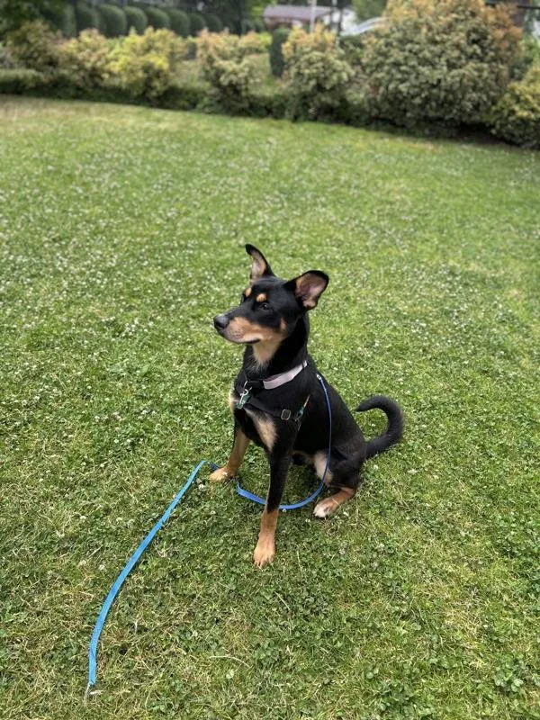 Luca