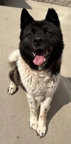 An adult large-sized male Akita dog named Rocky for adoption in Dayton, OH