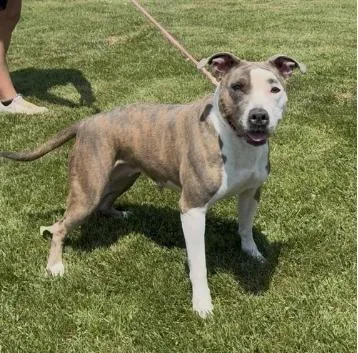A young medium-sized female Brindle Pit Bull Terrier dog named Daisy for adoption in Chillicothe, MO