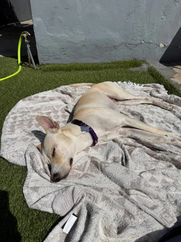 A young medium-sized male Labrador Retriever dog named Nosey for adoption in San Diego, CA