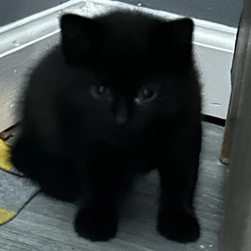 A baby small-sized male Black Domestic Short Hair cat named Cupcake for adoption in Atlanta, GA