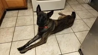 An adult large-sized female Dutch Shepherd dog named Leslie for adoption in Houston , TX