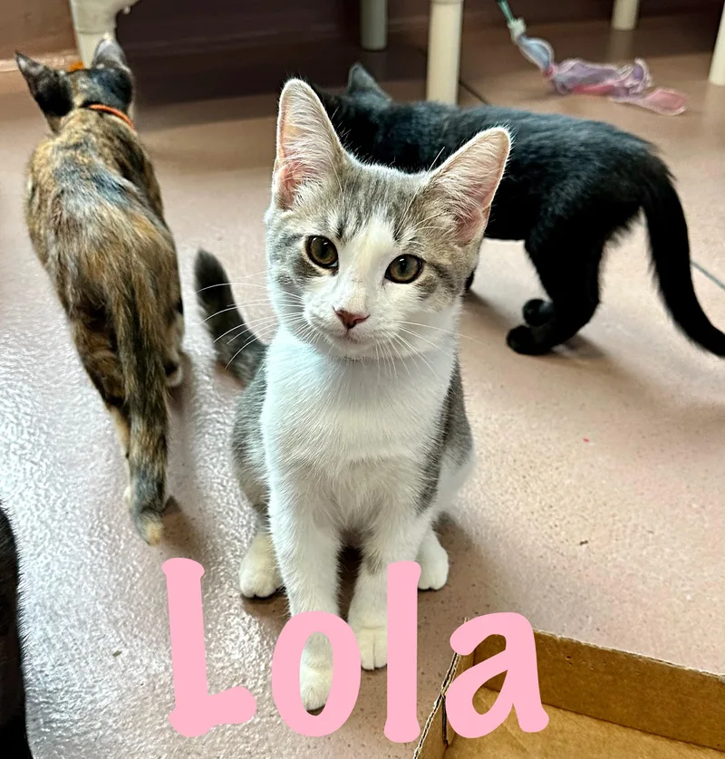 Lola thumbnail 2