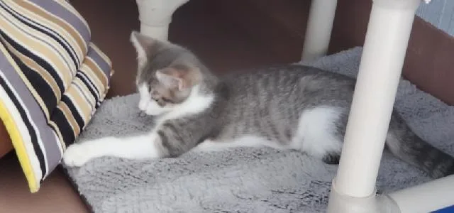 Lola thumbnail 4