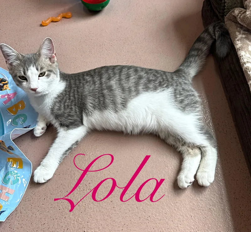 Lola thumbnail 6
