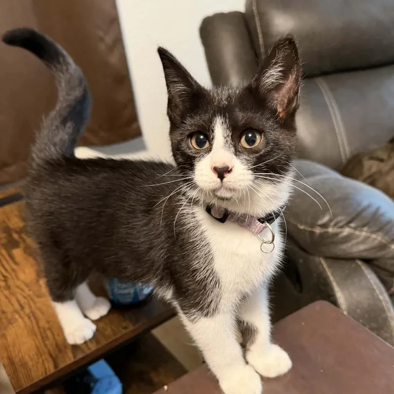 Calypso