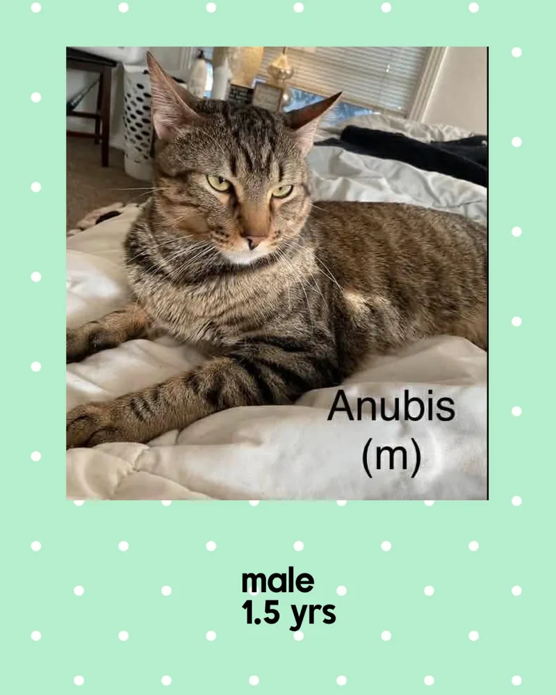 An adult medium-sized male Domestic Short Hair cat named Anubis for adoption in Holbrook, NY