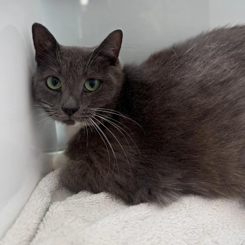 An adult large-sized female Gray / Blue / Silver Domestic Short Hair cat named Gracie for adoption in Ridgely, MD
