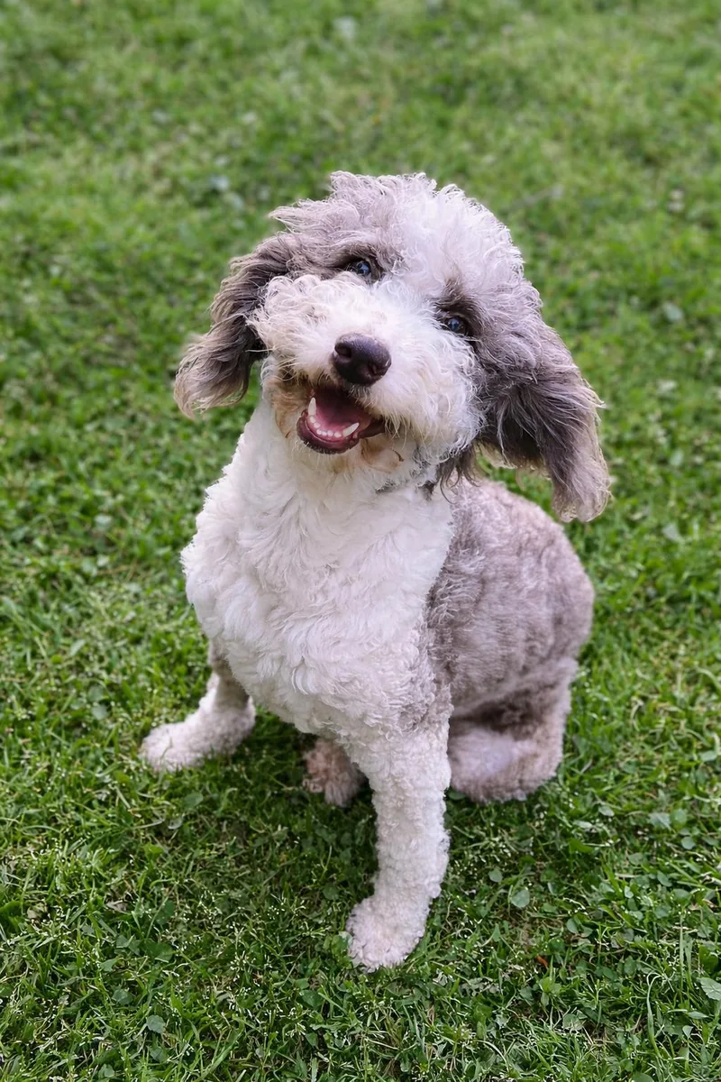 An adult small-sized female Aussiedoodle dog named Marge for adoption in Atlanta, GA