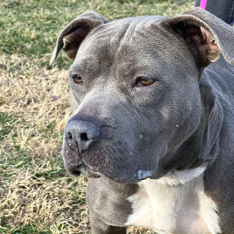 An adult medium-sized female Gray / Blue / Silver Mixed Breed dog named Bonnie for adoption in Huntington, WV