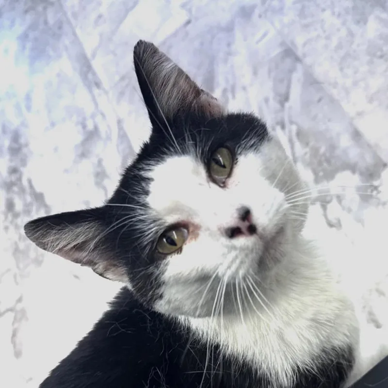 An adult small-sized male Black Domestic Short Hair cat named Romeo NRAR for adoption in Merrifield, VA