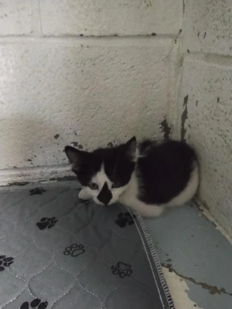 A baby small-sized male Domestic Short Hair cat named Orie for adoption in Ada, OK