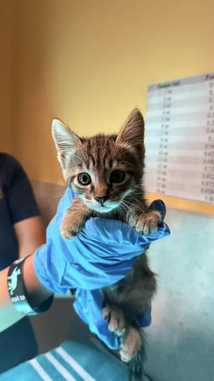 A baby small-sized female Domestic Short Hair cat named Kissy Furr for adoption in Honolulu, HI