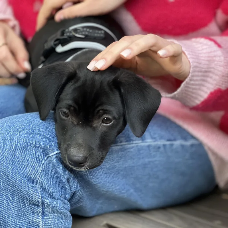 Arlo