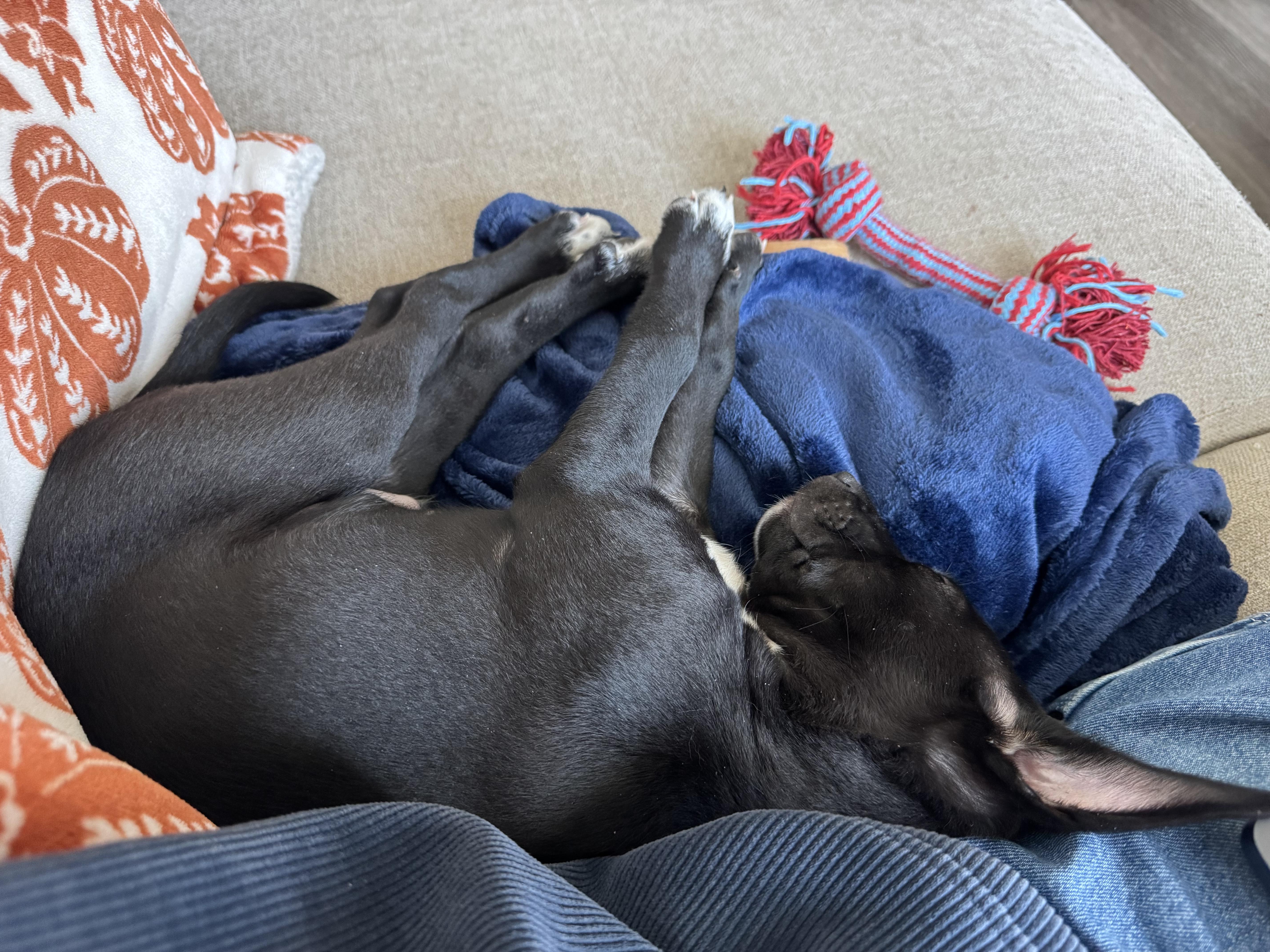 Arlo thumbnail 2