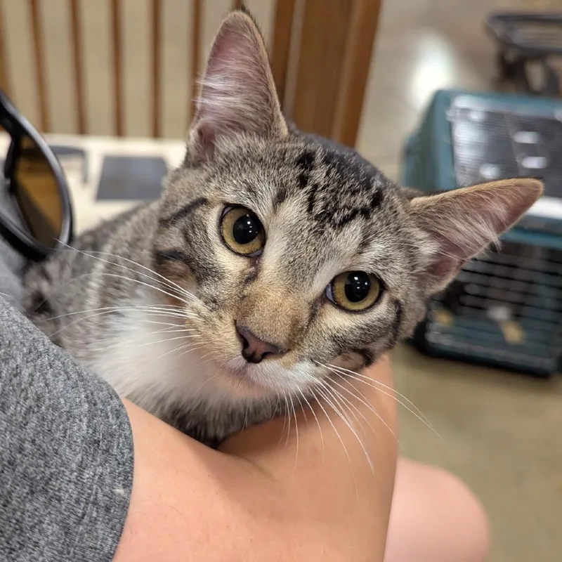 A baby small-sized male Brown / Chocolate Domestic Short Hair cat named Keith for adoption in Columbia, MO
