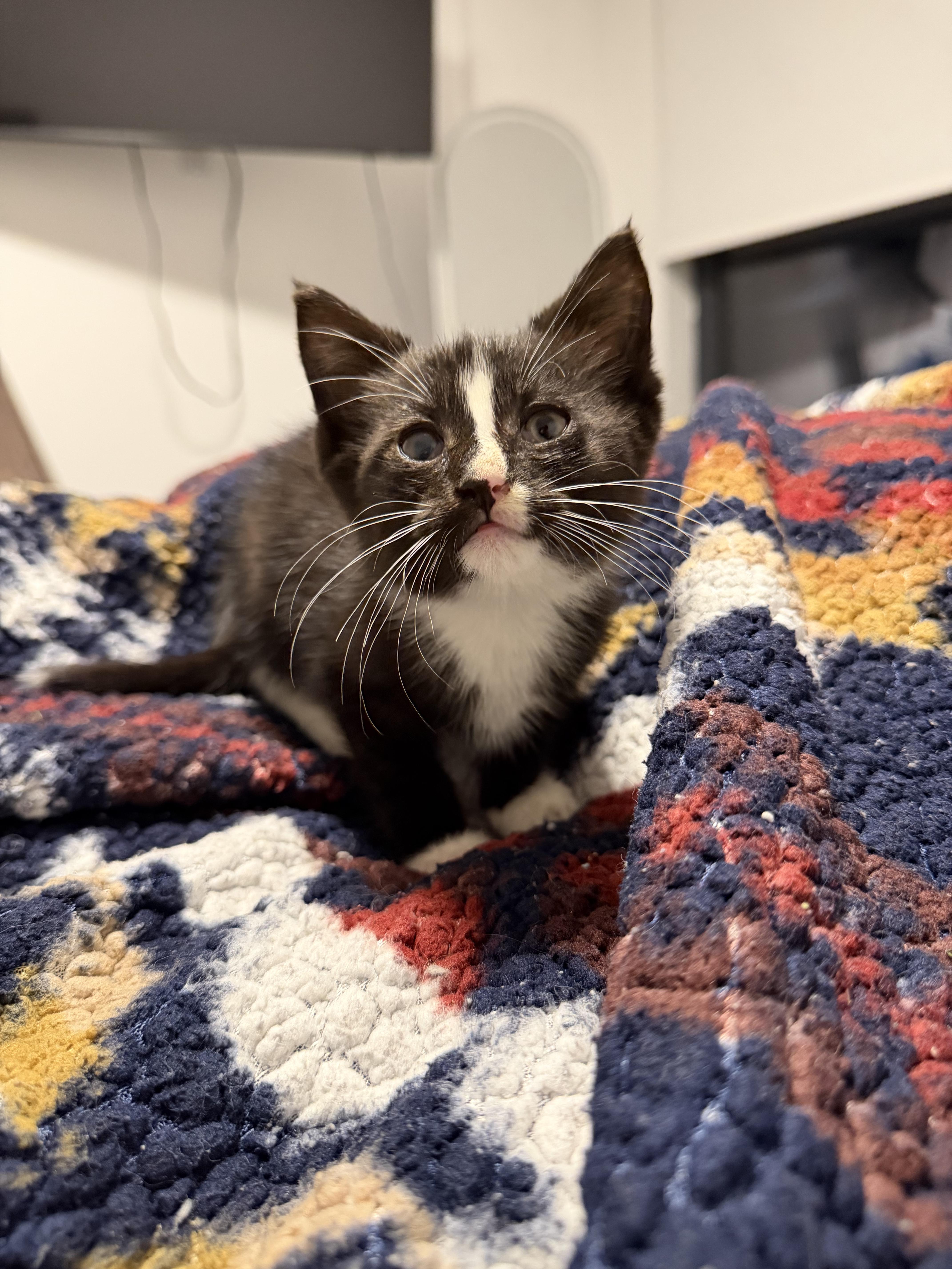 A baby small-sized male Black & White / Tuxedo Domestic Short Hair cat named Beacon for adoption in Bayonne, NJ