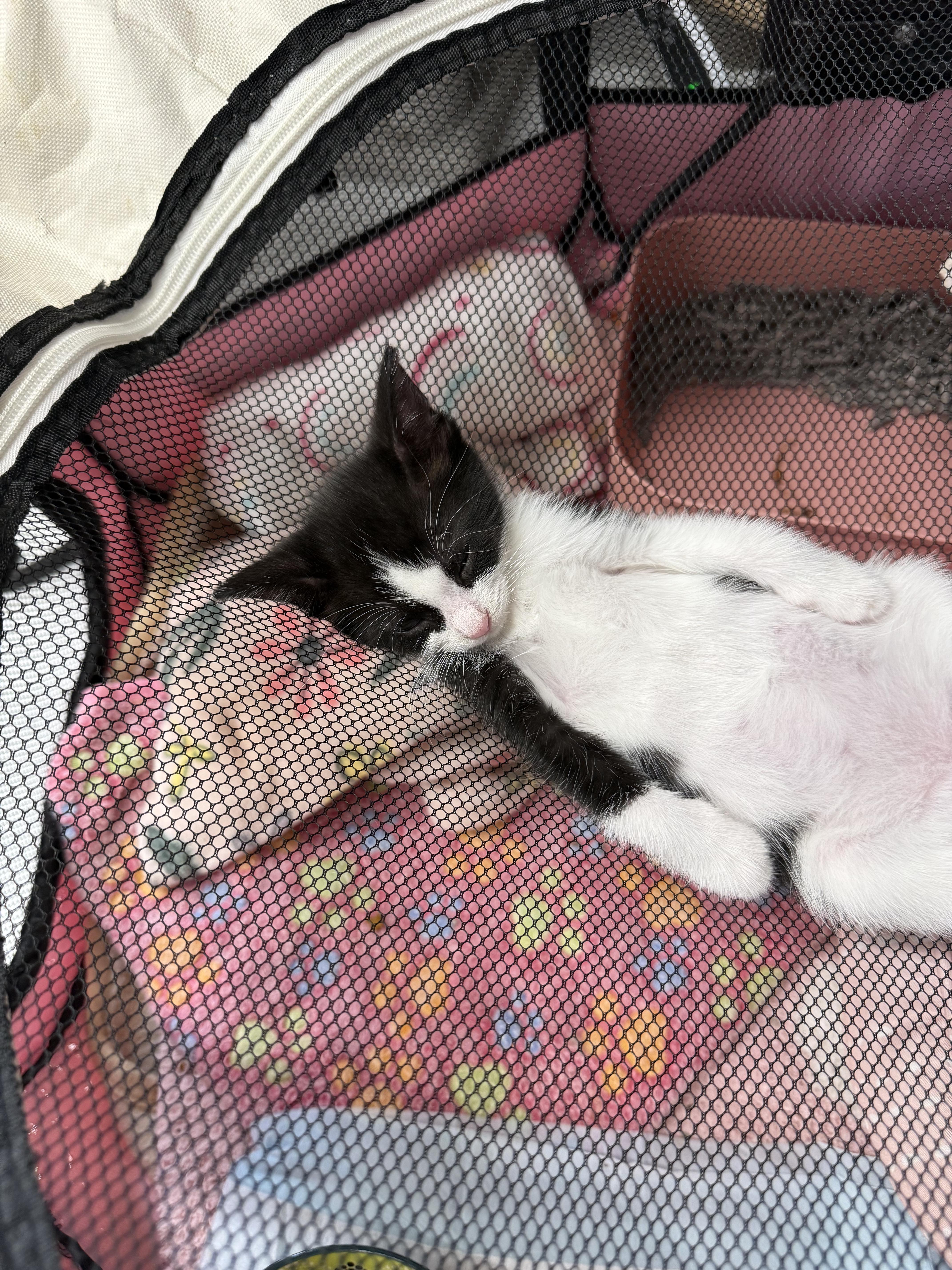 A baby medium-sized male Black & White / Tuxedo Domestic Short Hair cat named Jagger for adoption in Lebanon, KY