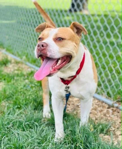 An adult large-sized male Mixed Breed dog named Koi for adoption in West Chester, PA