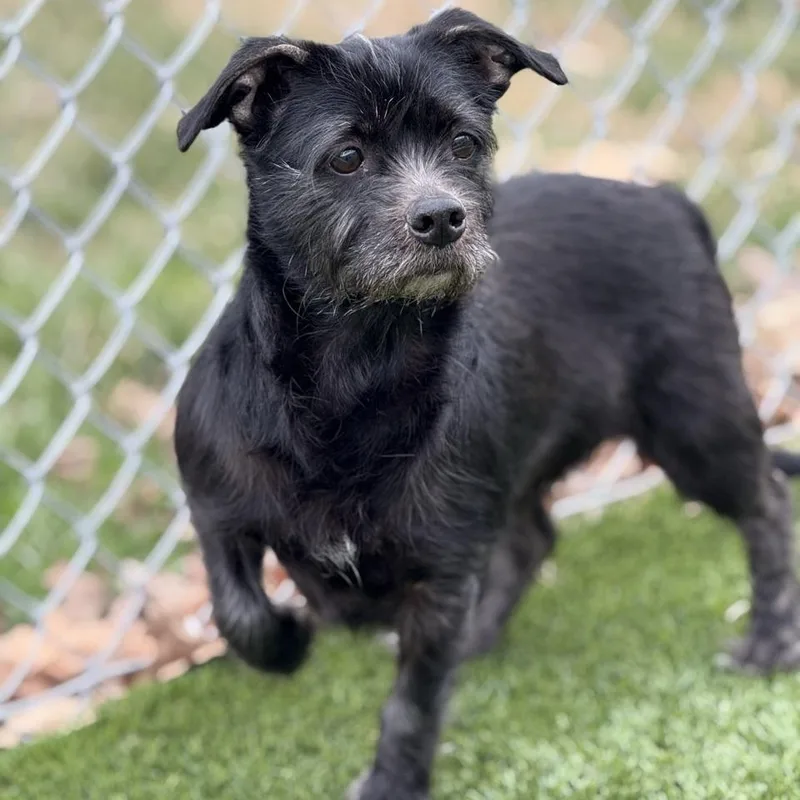 An adult small-sized female Black Dachshund dog named Slinky for adoption in Chattanooga, TN