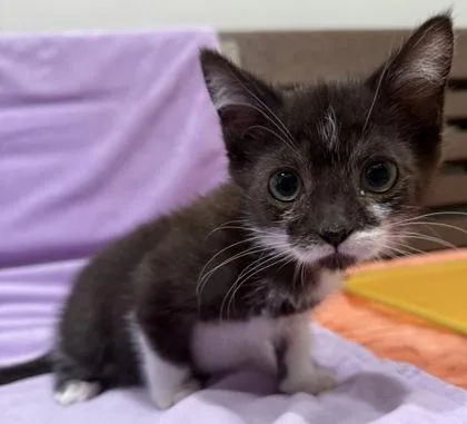 A baby small-sized male Domestic Short Hair cat named Gene for adoption in Eugene, OR
