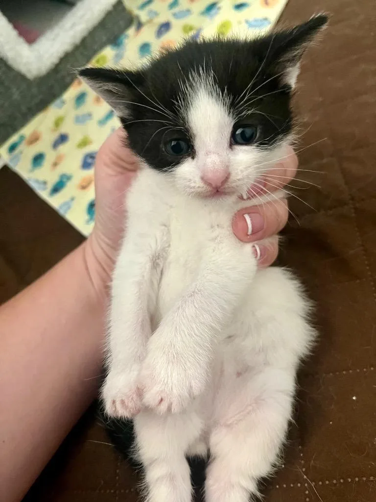 A baby medium-sized male Domestic Short Hair cat named Sailor for adoption in Johnson City, TN
