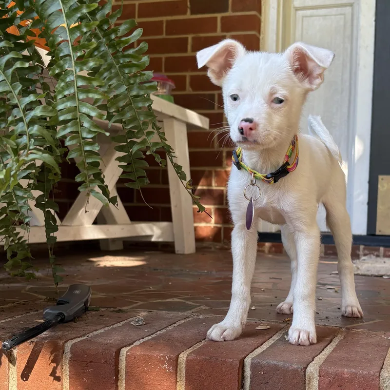 A baby small-sized female White / Cream Chihuahua dog named Lily for adoption in Greensboro, NC
