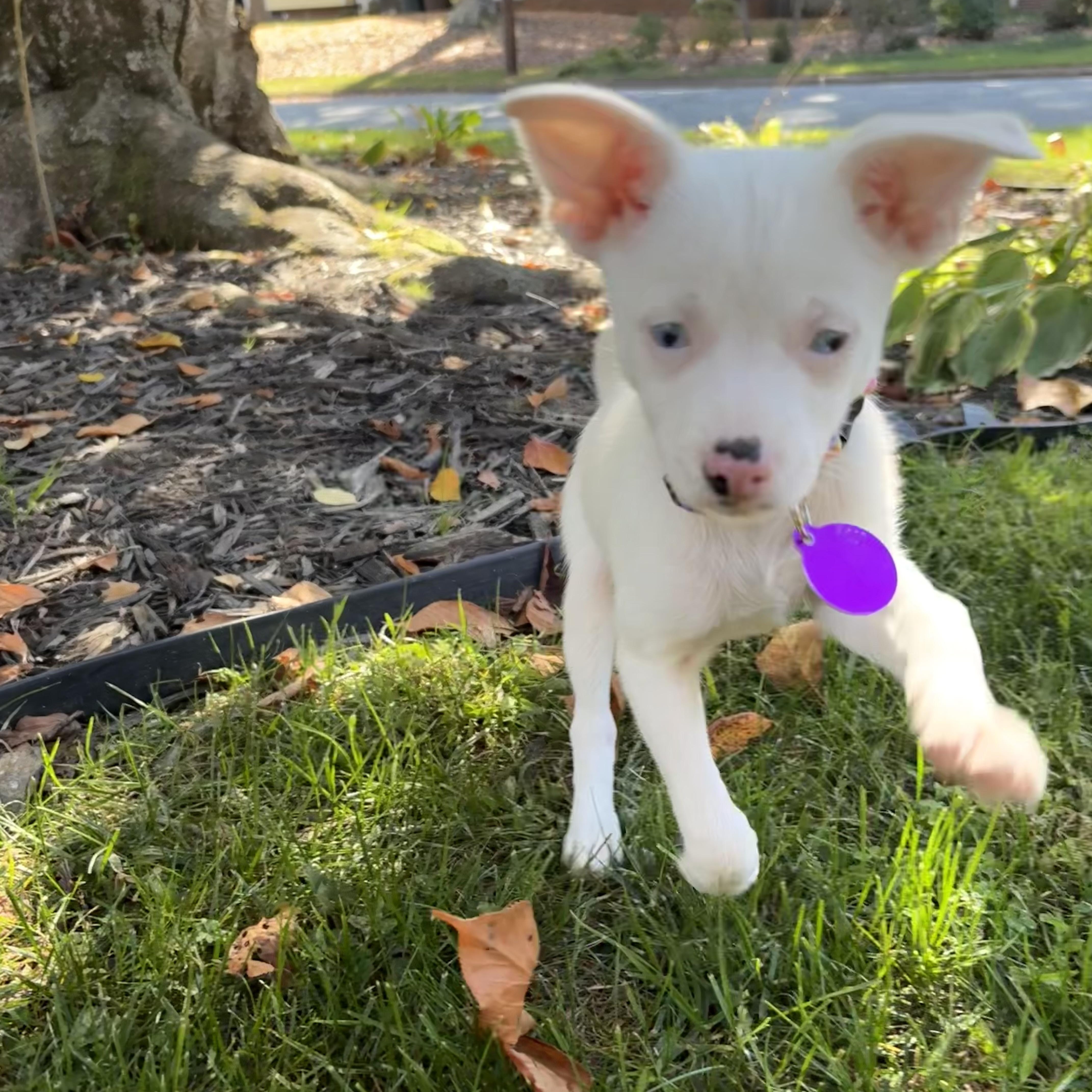 Lily thumbnail 5